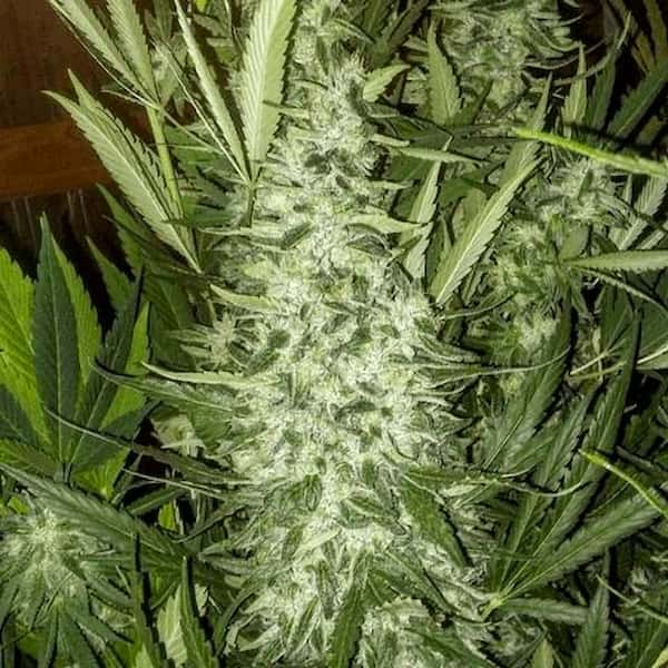 Chem Kush graines > Philosopher Seeds | Graines Féminisées  |  Hybride